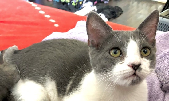 These Los Angeles-based kittens are up for adoption and in need of a good home
