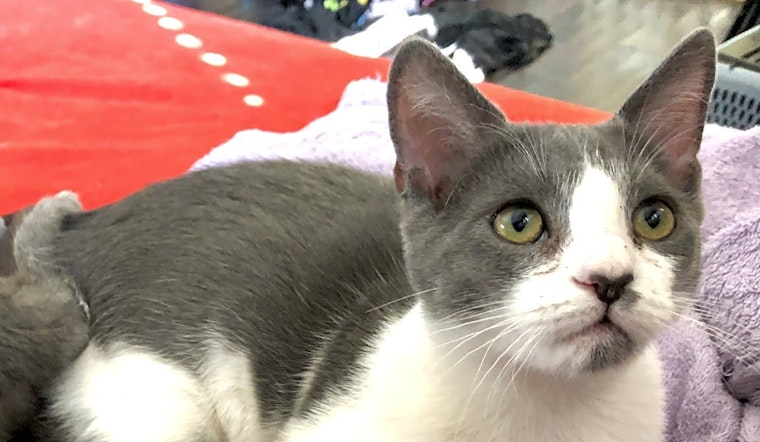These Los Angeles-based kittens are up for adoption and in need of a good home