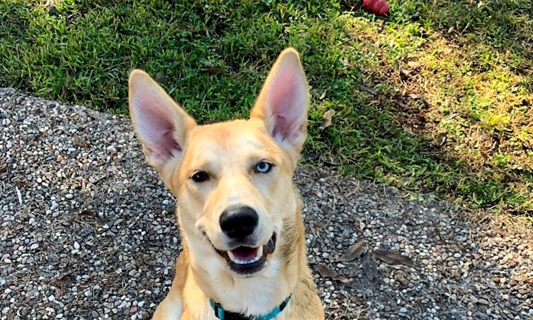 7 lovable pups to adopt now in Houston