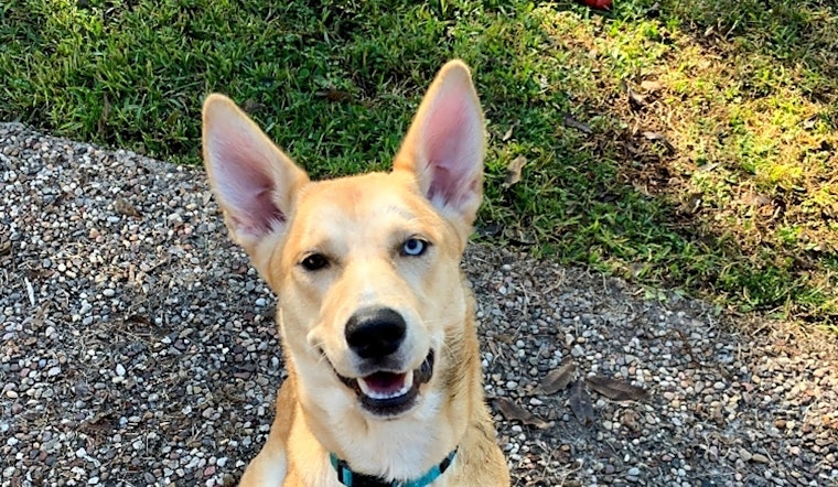 7 lovable pups to adopt now in Houston
