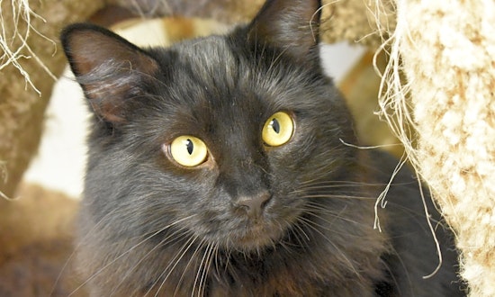 These Cincinnati-based cats are up for adoption and in need of a good home