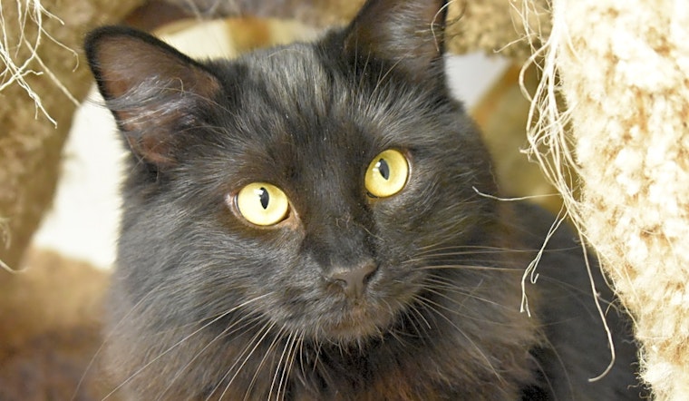 These Cincinnati-based cats are up for adoption and in need of a good home