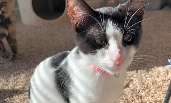 Want to adopt a pet? Here are 6 fluffy felines to adopt now in Indianapolis