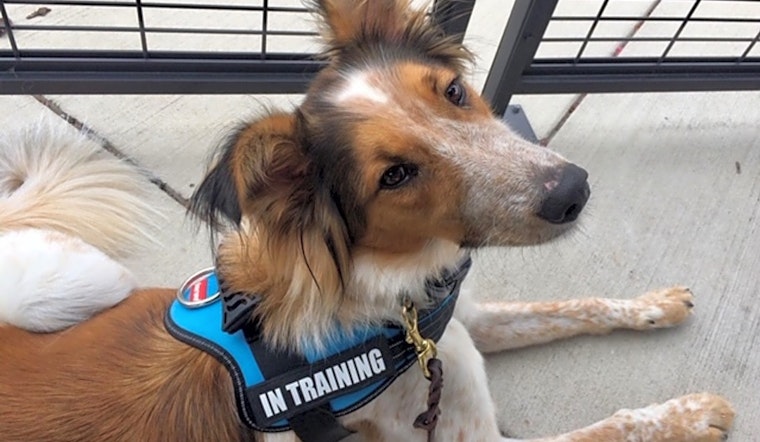 These Baltimore-based pups are up for adoption and in need of a good home