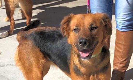 Want to adopt a pet? Here are 7 cuddly canines to adopt now in Charlotte
