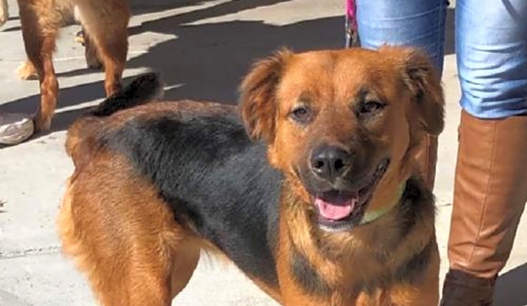 Want to adopt a pet? Here are 7 cuddly canines to adopt now in Charlotte