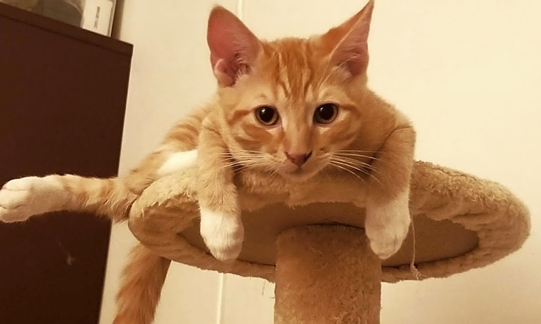 7 cuddly kittens to adopt now in Long Beach