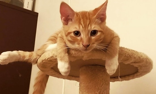 7 cuddly kittens to adopt now in Long Beach