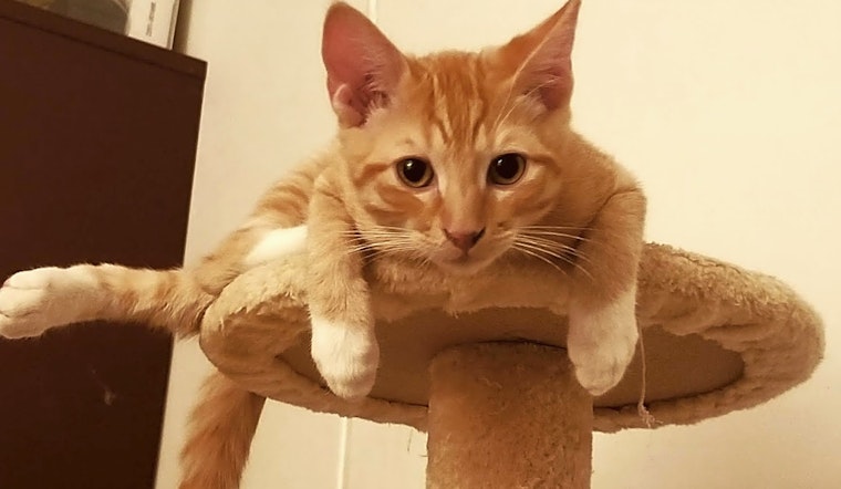 7 cuddly kittens to adopt now in Long Beach