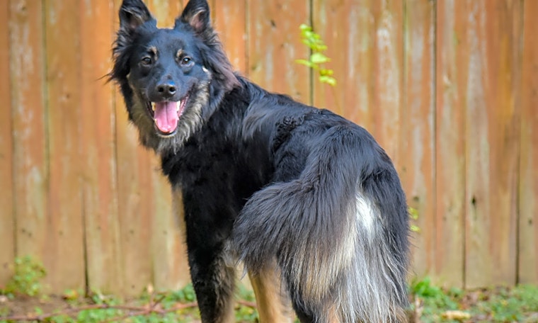 Want to adopt a pet? Here are 7 lovable pups to adopt now in Philadelphia