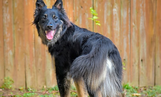 Want to adopt a pet? Here are 7 lovable pups to adopt now in Philadelphia