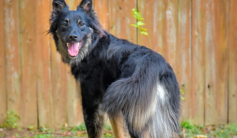 Want to adopt a pet? Here are 7 lovable pups to adopt now in Philadelphia