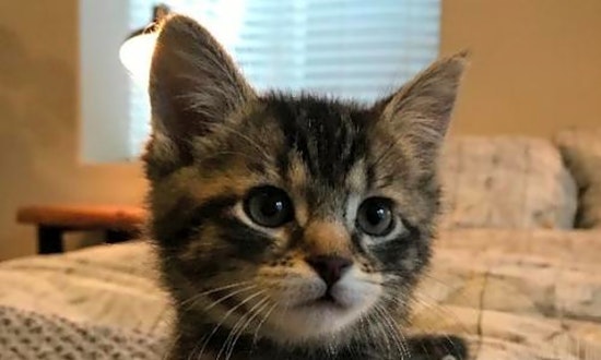 These Colorado Springs-based kittens are up for adoption and in need of a good home