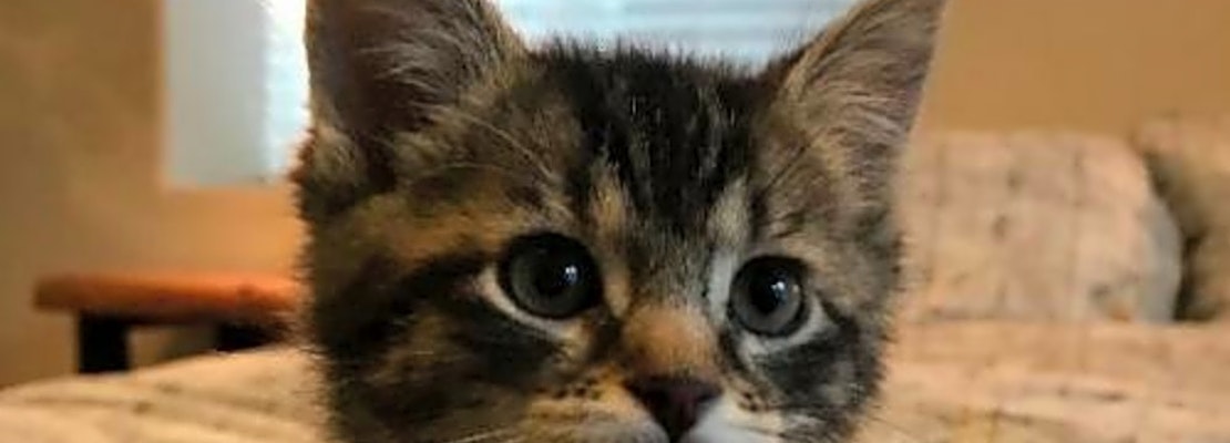 These Colorado Springs Based Kittens Are Up For Adoption And In Need These Colorado Springs Based Kittens Are Up For Adoption And In Need