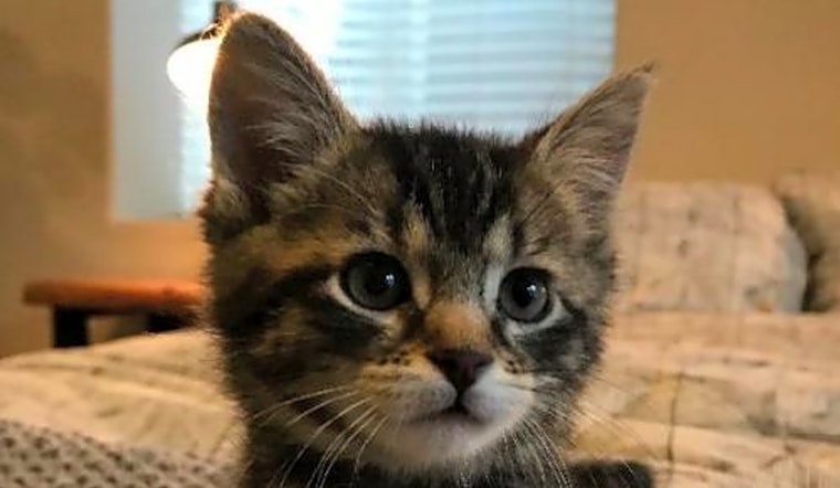 These Colorado Springs-based kittens are up for adoption and in need of a good home