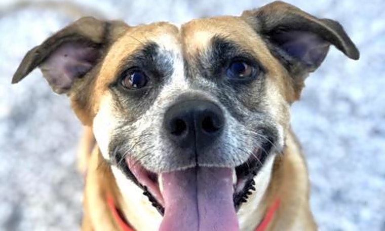6 lovable pups to adopt now in Tampa