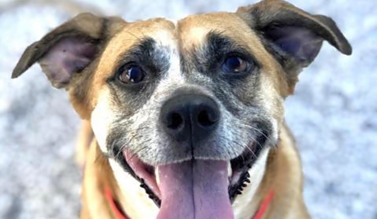6 lovable pups to adopt now in Tampa