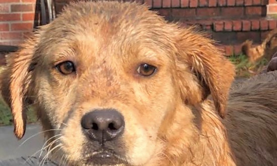 These Washington-based canines are up for adoption and in need of a good home