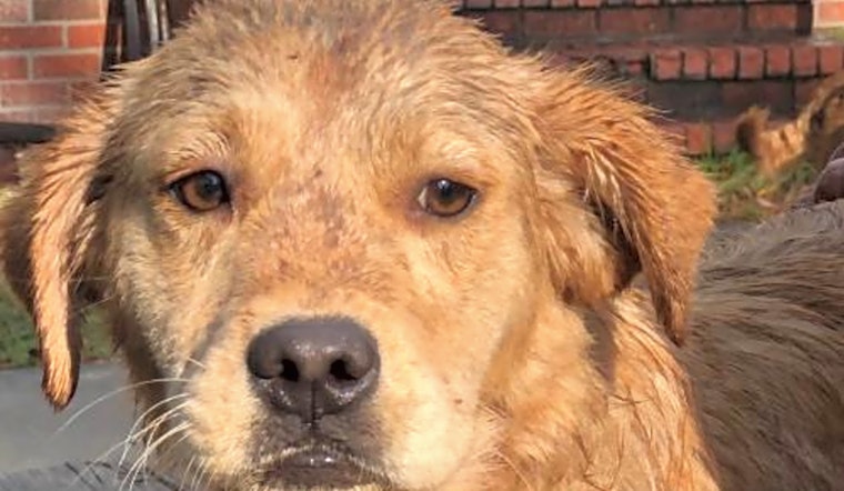 These Washington-based canines are up for adoption and in need of a good home