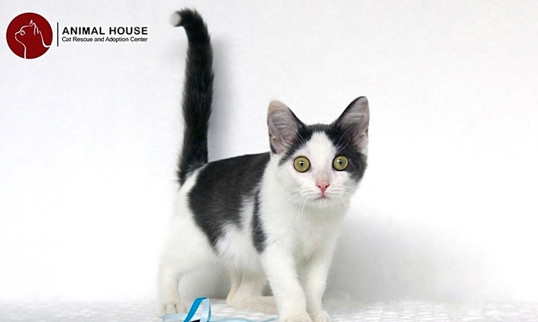 Want to adopt a pet? Here are 7 cute-as-can-be kittens to adopt now in St. Louis