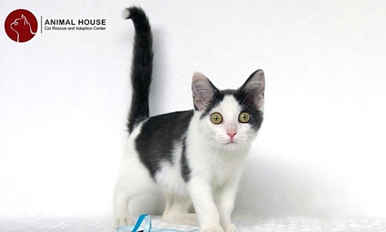 Want to adopt a pet? Here are 7 cute-as-can-be kittens to adopt now in St. Louis