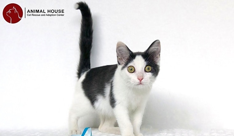 Want to adopt a pet? Here are 7 cute-as-can-be kittens to adopt now in St. Louis