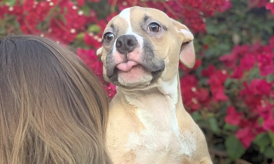 Want to adopt a pet? Here are 5 cuddly canines to adopt now in Oakland