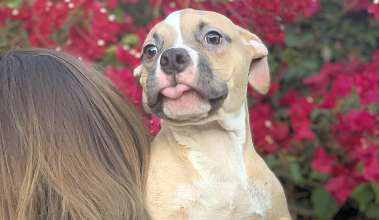 Want to adopt a pet? Here are 5 cuddly canines to adopt now in Oakland