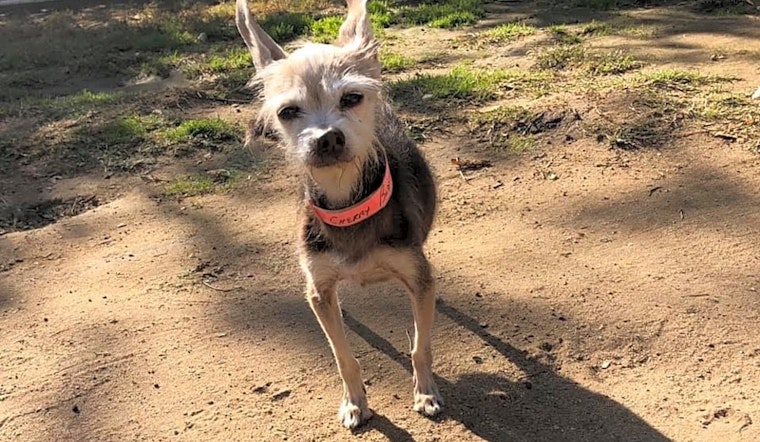 These Fresno-based dogs are up for adoption and in need of a good home