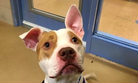 3 delightful doggies to adopt now in Milwaukee