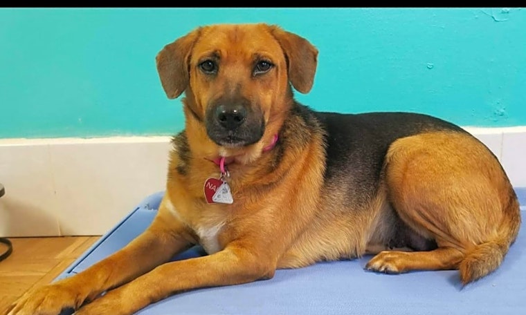 7 cuddly canines to adopt now in San Francisco