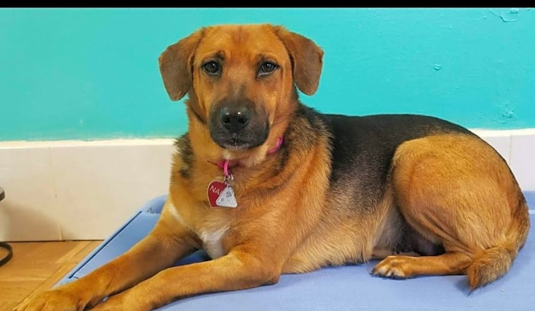 7 cuddly canines to adopt now in San Francisco