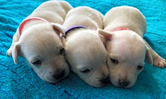 Looking to adopt a pet? Here are 4 cuddly canines to adopt now in Portland