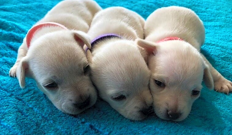 Looking to adopt a pet? Here are 4 cuddly canines to adopt now in Portland
