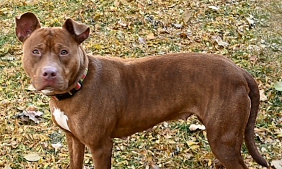 These Chicago-based dogs are up for adoption and in need of a good home