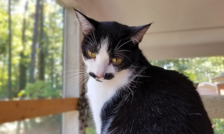 6 cute kitties to adopt now in Durham
