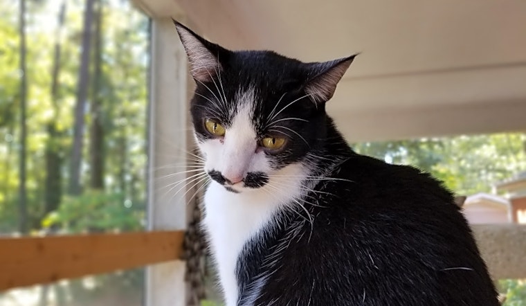 6 cute kitties to adopt now in Durham