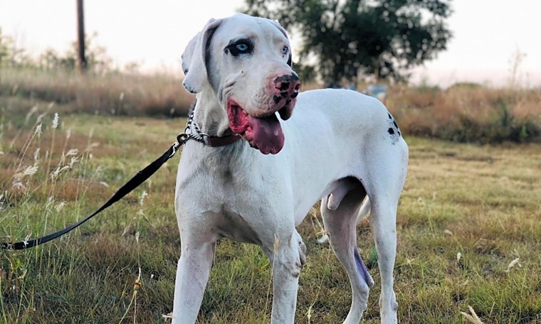 These Dallas-based canines are up for adoption and in need of good homes