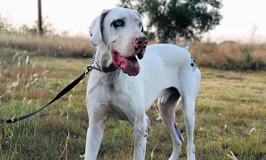 These Dallas-based canines are up for adoption and in need of good homes