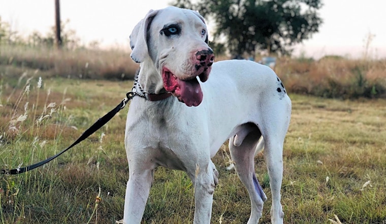 These Dallas-based canines are up for adoption and in need of good homes