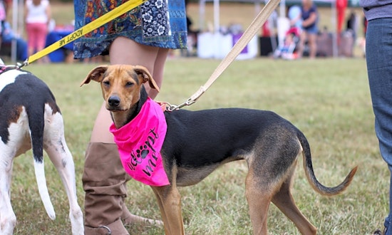 3 cuddly canines to adopt now in Raleigh