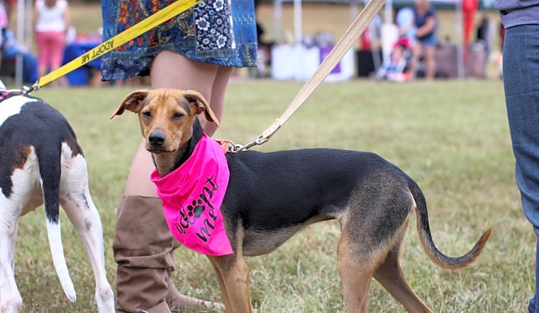3 cuddly canines to adopt now in Raleigh