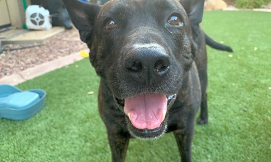These Mesa-based doggies are up for adoption and in need of a good home