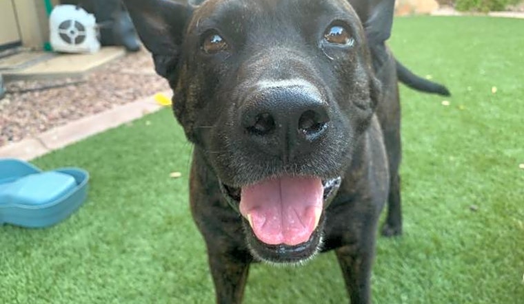 These Mesa-based doggies are up for adoption and in need of a good home
