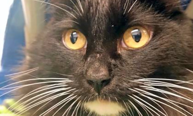 4 furry felines to adopt now in Seattle