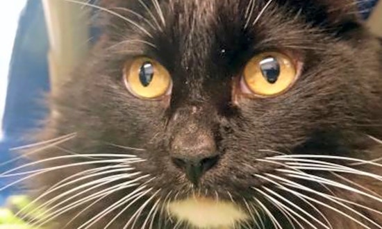 4 furry felines to adopt now in Seattle