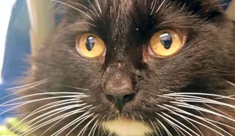 4 furry felines to adopt now in Seattle