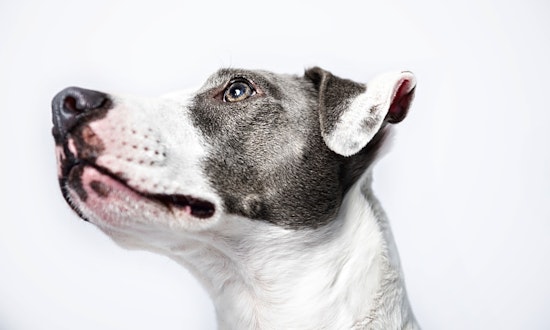 5 lovable pups to adopt now in Minneapolis