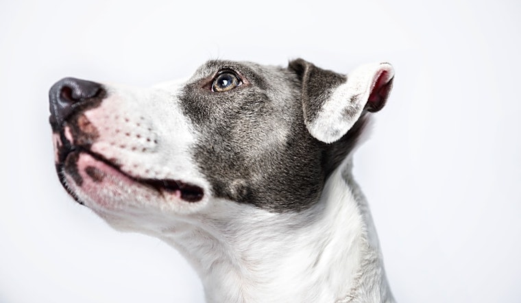 5 lovable pups to adopt now in Minneapolis