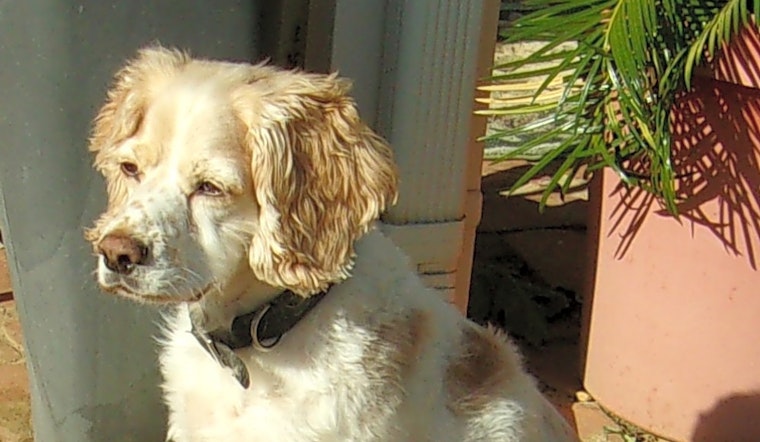 These Sacramento-based doggies are up for adoption and in need of a good home
